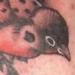 tattoo galleries/ - Birds